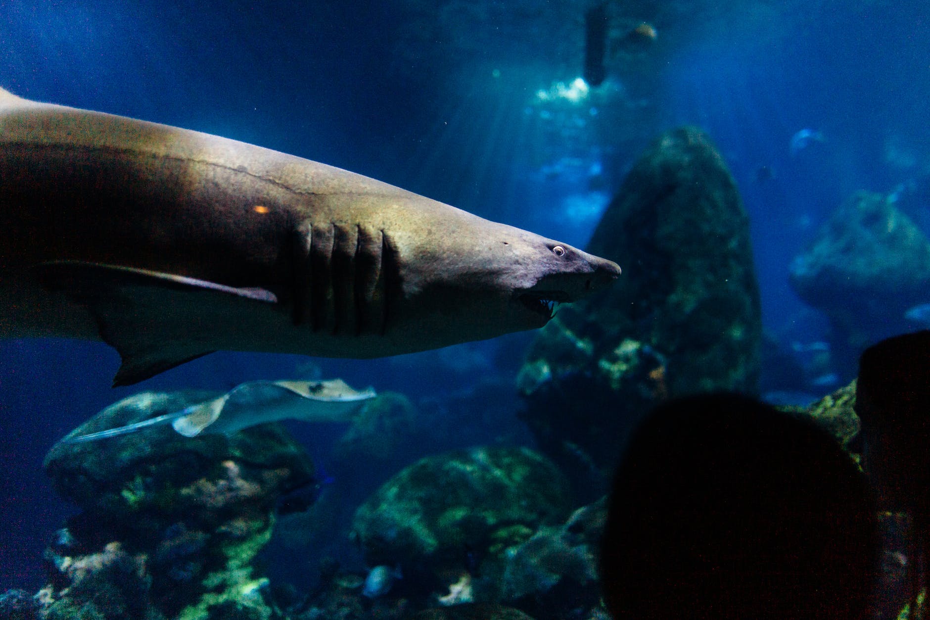Shark - The powerful fish 